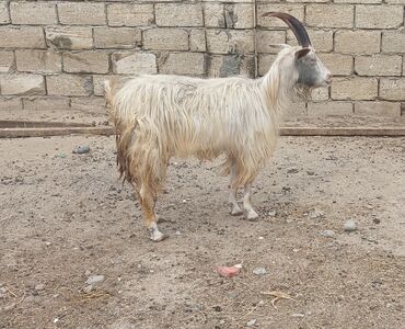 cins inekler: Dişi, il: 2, 30 kq, Ətlik, Damazlıq, Ünvandan götürmə