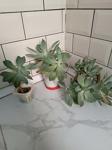 ana ureyi: Otaq bitkiləri – sukulent və kaktus koleksiyası - Sansevieria — 4