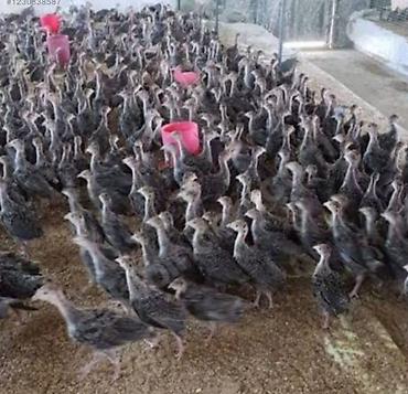 hindusqa cucesi: Məhsul: Hind toyuğu (papaq) balaları və böyüdülmüş quşlar Təsvir: - — 3