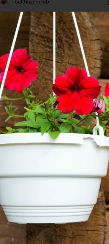 комнатные растения оптом: 🌸 Көркүн ачкан кооз петуниялар сатылат! 🌸 Үйүңүздү, бакчаңызды