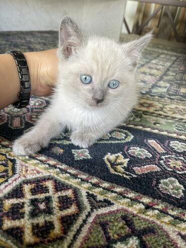 кошка токмок: Котята ищут дом - Описание: два очаровательных котёнка домашнего