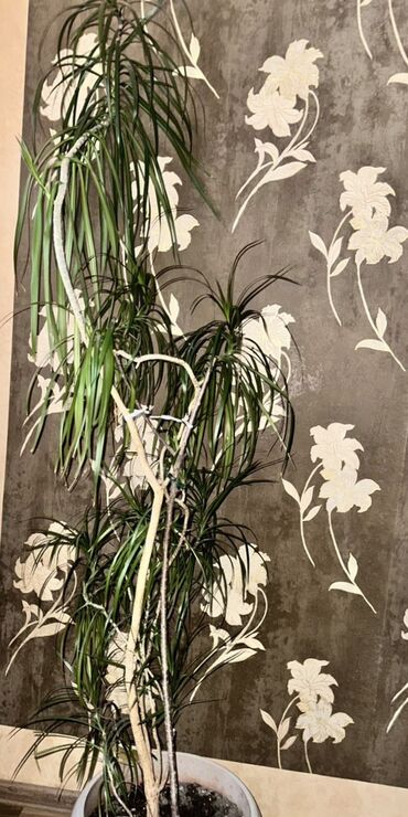 рифленый лист: Драцена Маргината - стройное пальмоподобное комнатное растение с