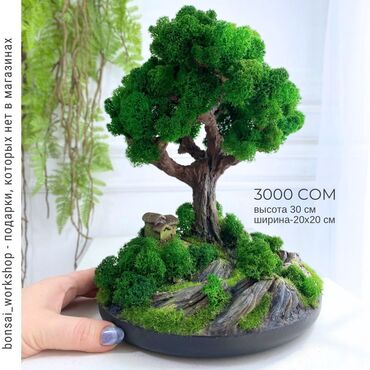 Декоративные цветы: Бонсай ручной работы из натурального стабилизированного мха от 1500 — 17