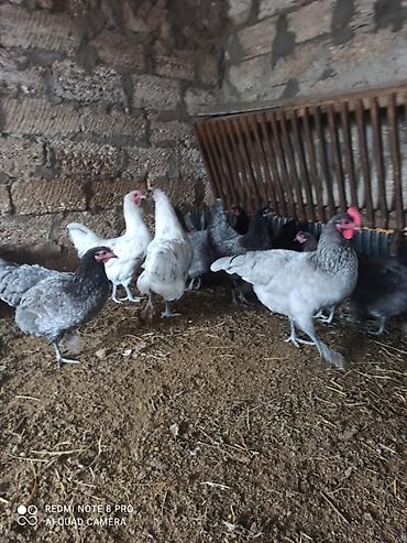 atlar: Toyuq, Australorp, Damazlıq, Ünvandan götürmə, Ödənişli çatdırılma — 2