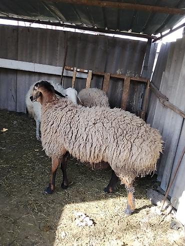 Баран, овца: Продаю | Баран (самец) | Гиссарская | Осеменитель — 1