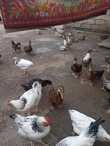 kənd toyugu: Satılir 3 ayligdilar qiymət 13 manata aşağı yeri olar kök heyvanlardi — 4