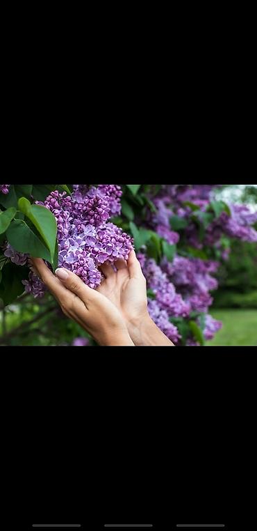 Сирень: Саженцы сирени белые и синие 150-250 сом также есть Сирийские розы — 5