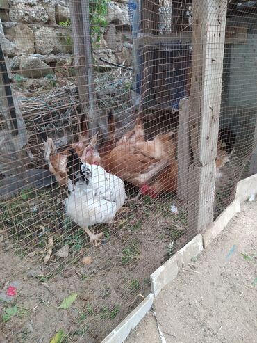 Gəmiricilər: Salam kend toyuqlari satılır yumurtlayirlar 9 dənədir