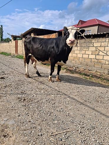 cins ineklerin satisi: Dişi, Holsteyn, il: 9, Südlük, Ünvandan götürmə — 3