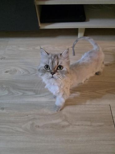 Pişiklər: Britan, Dişi, Yaxşı əllərə, Ünvandan götürmə — 4