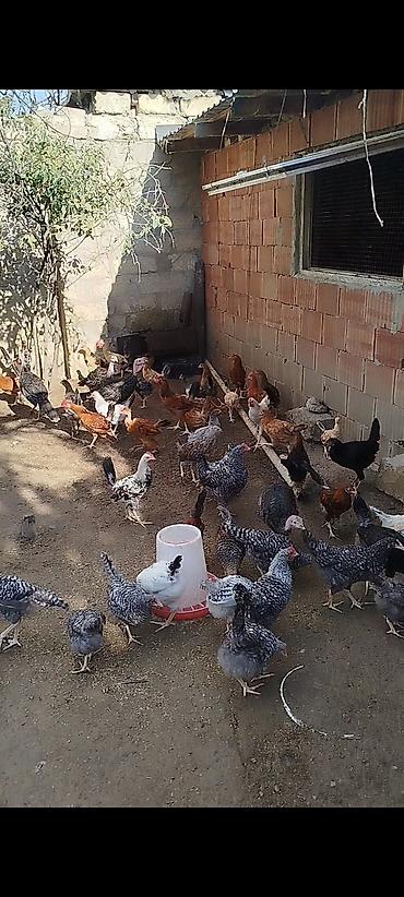 fermer təsərrufatı: 4 ayının içində olan superaktiv kənd çolpaları satılır, kəsməli təbbi — 2