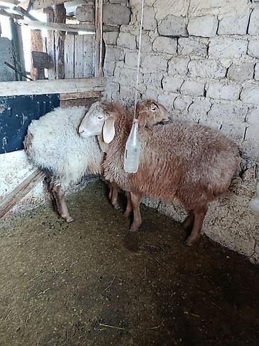 Баран, овца: Продаю | Овца (самка) | Для разведения | Матка — 8