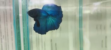 Рыбы: Петушки (Betta splendens), декоративные самцы с роскошными — 6