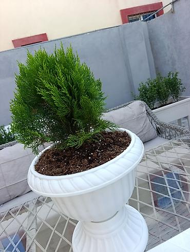 Digər daşınmaz kommersiya əmlakı icarəsi: Bag evlərinə villalara həyət evlərinə, bina evlərinə baglarina -da lalafo.az — 15 Digər daşınmaz kommersiya əmlakı icarəsi: Bag evlərinə villalara həyət evlərinə, bina evlərinə baglarina — 15
