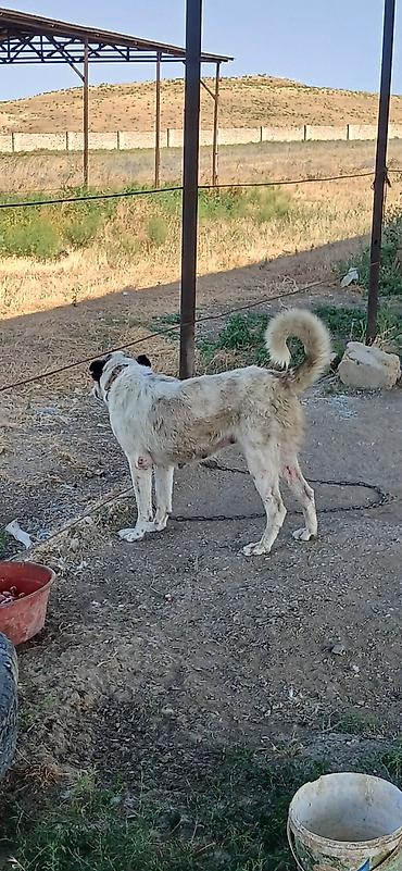 İtlər: Qurdbasar, 2 il, Dişi — 2