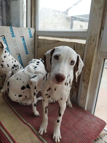 İtlər: Dalmatin, 1 ay, Dişi, Pulsuz çatdırılma