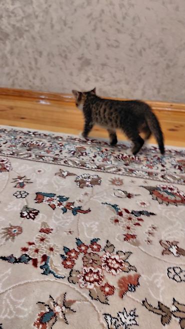 Pişiklər: Erkək, Ünvandan götürmə — 5