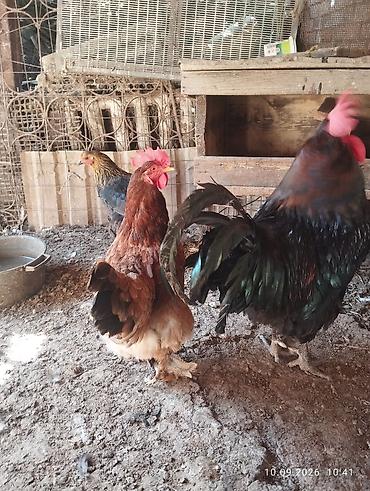 паук скакун купить: Продаю | Петух — 5
