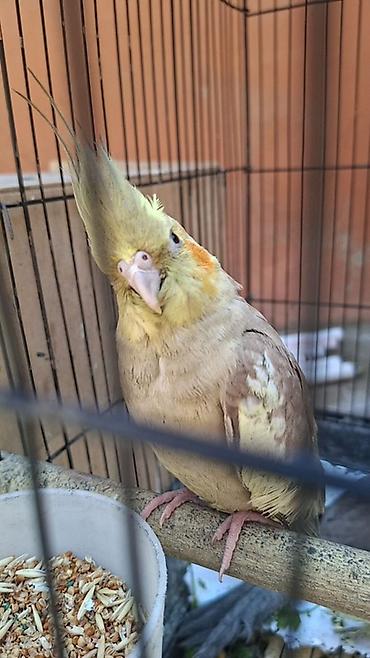 korella qus: Nimfa (Cockatiel) tutuquşu - Növ: Nimfa (Nymphicus hollandicus) – — 6