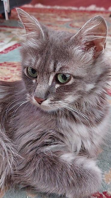 🐾 Ищем дом для молодой кошечки 🐾 Молоденькая кошечка, до года, уже