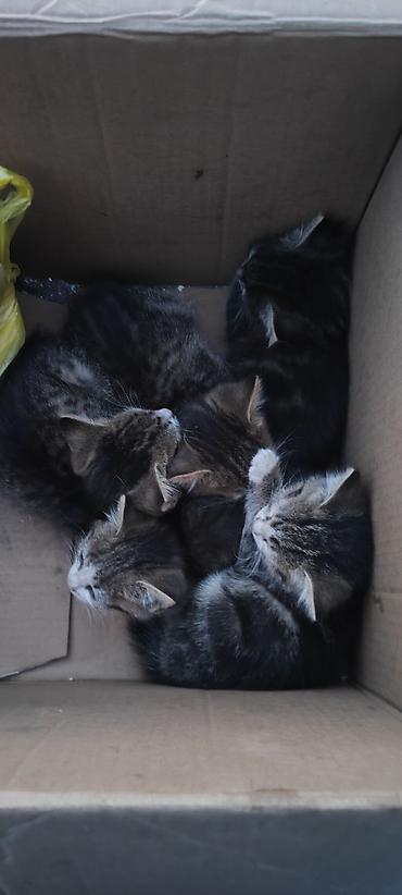 Продажа кошек: Бесплатно передадим в добрые и заботливые руки 🐾 Домашние спокойные — 2