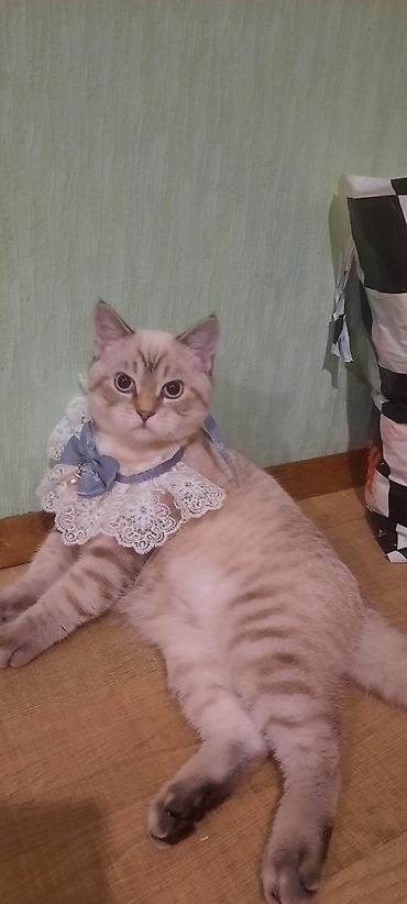 британская шиншилла: Шиншилла, Самец — 5