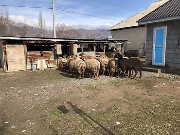 Баран, овца: Продаю | Овца (самка) | Для разведения — 9