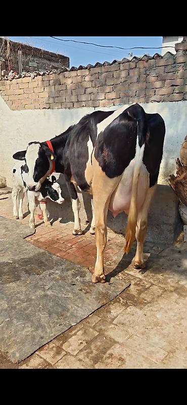 Inəklər, öküzlər: Holşteyn (qara-ağ) inək – buzovla birlikdə - Cins: Holşteyn, qara-ağ -da lalafo.az — 1 Inəklər, öküzlər: Holşteyn (qara-ağ) inək – buzovla birlikdə - Cins: Holşteyn, qara-ağ — 1