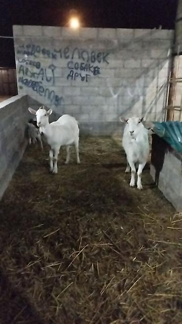 Козы, козлы: Продаю | Коза (самка) | Для разведения at lalafo.kg — 1 Козы, козлы: Продаю | Коза (самка) | Для разведения — 1