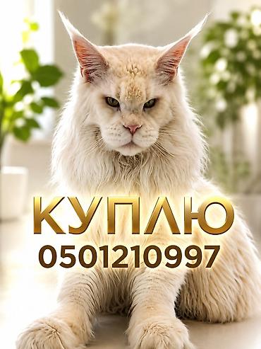 кошачий мята: Ищу мальчика мейн-куна с документами, по адекватной цене( не — 1