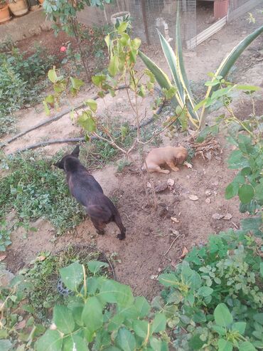 ingilis setteri it cinsinin digər adı: Zvanok İki balaca it balası qiymət cütüne aiddir - Cins: qarışıq