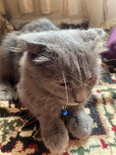 british shorthair qiymetleri: Şotland yastı qulaq — 4