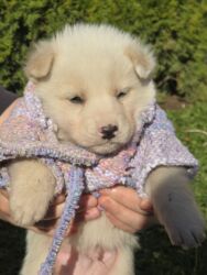 Psi: POKLANJAM štence mesanci haskija i ptičara,očišćeni od — 6