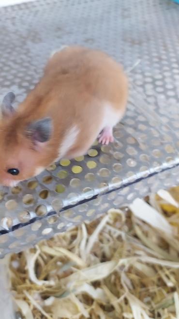 Gəmiricilər: Xamyaklar 🐹 Hamster. Uşaqların sevinci. Əldə oynayan xamyaklar — 2