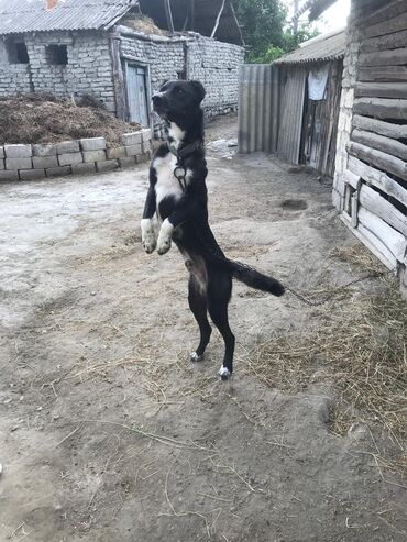 balaca ağ itlər: Kanqal, 1 il, Erkek, Peyvəndli, Ünvandan götürmə