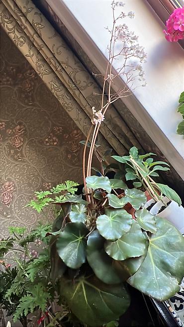 Otaq bitkiləri: Her cure guler var veregliyin baxin ancag xanimlara satiş olur Gencedi — 33