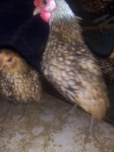 Куры, петухи: Продаю | Куры | Для разведения — 7