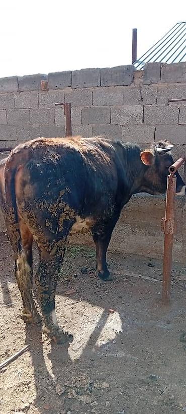 Коровы, быки: Продаю | Корова (самка) — 4