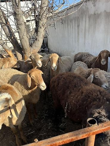 Баран, овца: Продаю | Овца (самка) | Для разведения — 10