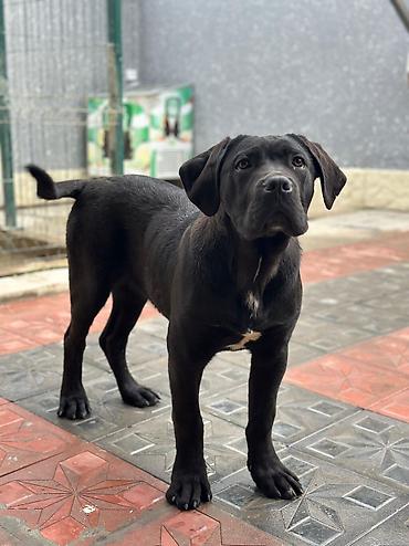 İtlər: 2 Ədəd Erkək və Dişi. Cane Corso Təmiz Qan – həm həyət, həm də ailə — 3