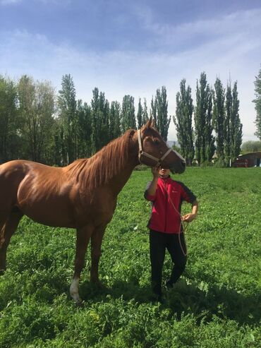 конный спорт бишкек цены в Кыргызстан | Услуги: Продаю | Жеребец | Английская | Для разведения, Конный спорт | Племенные