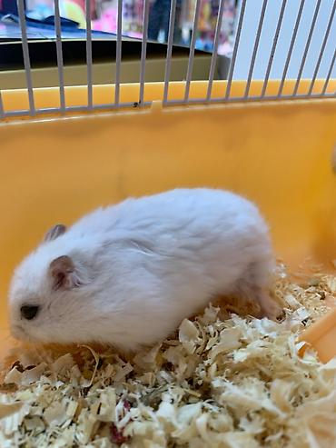hamster kafesi: Xomyak, hamster ag reng. Qefesi de var balaca -15azn, Boyuk -22azn — 2