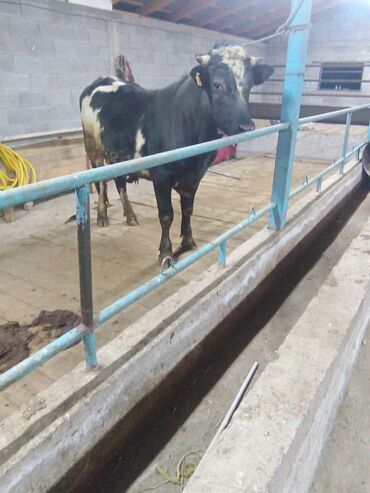 дог собака: Продаю | Бык (самец) | Бельгийская | На откорм, На забой, Для разведения | Искусственник