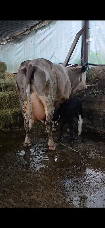 Inəklər, öküzlər: Südlük inək və bala -cins sives süd verimi 21 lt qarantia verirem — 1