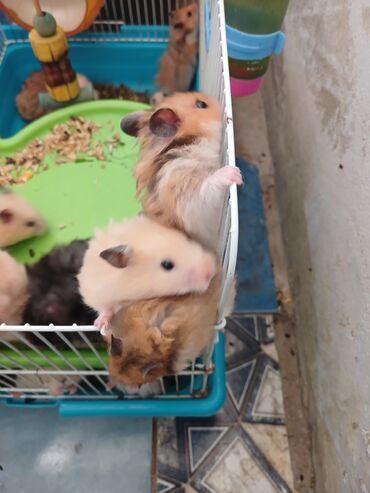 Gəmiricilər: Angora növ xamyak hemstr mehriban növüdür dişləmirlər uzun tükləri — 2