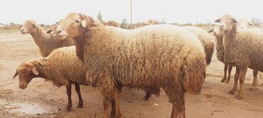 damazliq qoyun satisi: Bir yas yarimlig heyvandi damazdig Yada etliy maraglanan elaqe