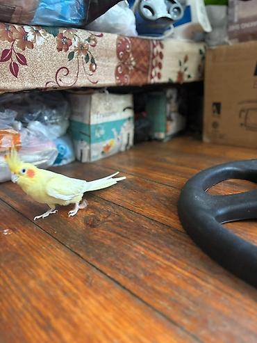 lutino: Nymph parrot (kakaducu/korella) – sarı lutinо rəng Məhsul təsviri: - — 5
