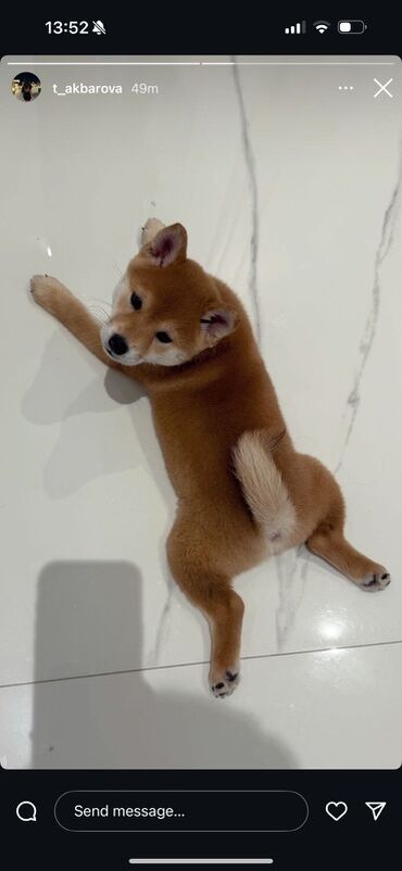 Gəmiricilər: Şiba Inu balası – qırmızı rəngli - Cins: Shiba Inu - Rəng