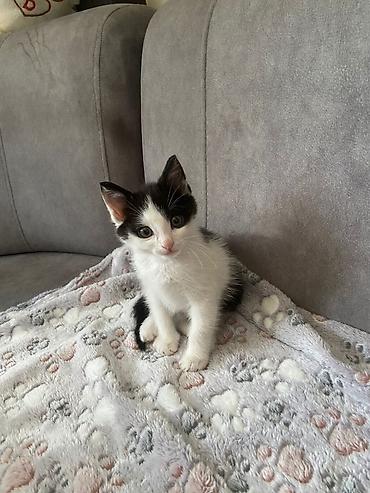 Pişiklər: Erkək, Yaxşı əllərə — 3