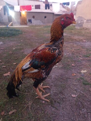леопардовая кошка: Продаю | Куры, Петух | Дакан | Для разведения, Для боев